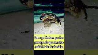 Viral Penemuan Hewan Aneh Di Pantai Selatan #shorts #viralvideo