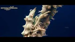 Xeno Crab or Wire Coral Crab (Xenocarcinus tuberculatus)