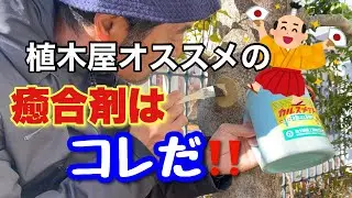 あなたは枝を切ったら何を塗る？【剪定切り口処置】