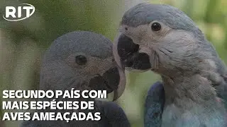 Brasil &eacute; o segundo pa&iacute;s com mais esp&eacute;cies de aves amea&ccedil;adas