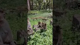 cut a little monkey #monkey #life #funny #sorts #family