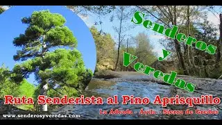 Senderismo; ruta al Pino del Aprisquillo o Pino Cascalbo en La Adrada, Ávila,  Sierra de Gredos