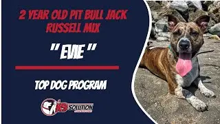 🐶Dog Trainers/Training of Central and South Florida / Pit Bull Jack Russell Mix 