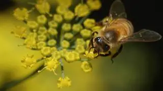 What Is Biodiversity