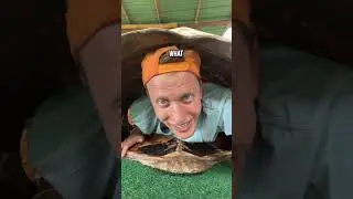 I went INSIDE a 170 Year Old Tortoise Shell