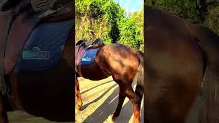 Horses Ready to Ride#horse #riding #training #school #relaxing