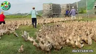 How to transport millions of ducks from one field to another (Part 1)&rdquo;Duck Farm TV