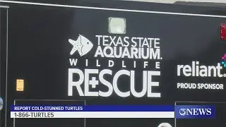 Aquarium asks residents to keep an eye out for cold-stunned turtles this week