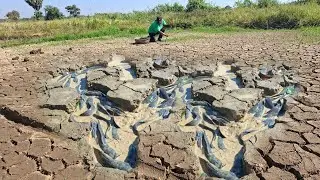 Top amazing fishing! catch a lot of fishes a farmer female in the rice fields by hand skills