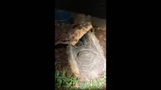 Tarantula versus Cricket