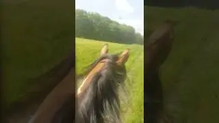 Kleiner Donner