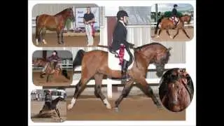 Where Will A Crabbet Arabian Take You?