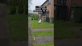 These birds are terrible #attack #evil #angry #angry birds #wild animals