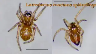 Baby Black Widows