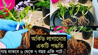 A very simple method of planting orchids, if planted this way, the orchid plant will remain in the same pot for 6 to 7 years.