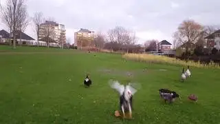 Muscovy ducks flying