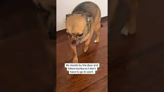Funny Chihuahua Fakes Injury So Mom Won't Leave
