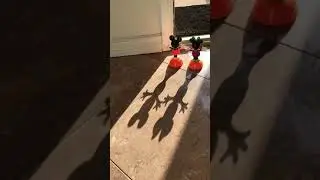 Mickey and Minnie Pumpkin dance