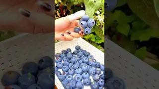Ripe Blueberries Directly from the Bush and Collecting them in a Basket