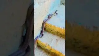 Two Large Snakes Climbing Stairs | Amazing SnakeBehavior