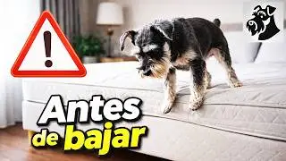 ¿Tu perro pequeño salta de la cama? Mira esto antes