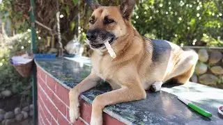 FRIENDLY STREET DOG | CUTE PUPPY DOG SOUND CATCH VIDEO 😳 #animal #viral
