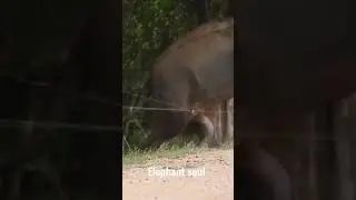 Elephant 🐘 Electric Shock