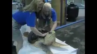 Animal's In Captivity Documentary
