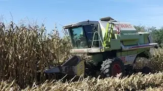 TREBBIATURA MAIS 2K19 🌽 | CLAAS DOMINATOR 198H + Spannocchiatore OLIMAC 5 file | F.LLI LEFOER