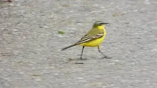 Western Yellow Wagtail