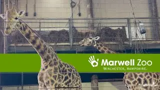 MARWELL ZOO 2025 | Winchester, Hampshire. #zoo #wildlife #animals 