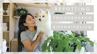 Repotting my Philodendron bipennifolium