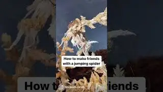 How to Train your Jumping spider!
