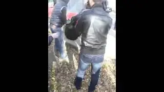 VL.ru - В Дальнегорске полицейские поймали двух гималайских медвежат