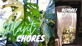 PROPAGATING THAI CONSTELLATION MONSTERA | ORGANISING MY GROW TENT