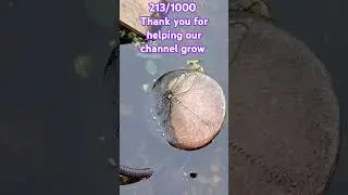 #music #love #soul #fish #fishing #fishkeepingcommunity #fishkeeping #fishkeepers #koifishpond #koi