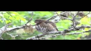 Glaucidium costaricanum en Costa Rica