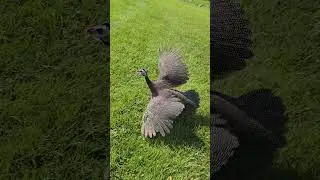 guinea fowl flying