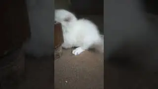 why are these cats fighting. #catsfighting #catfight #whycatsfight #catsbeingcats #catdrama