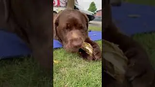 Funny Insta dog Reels | Insta Reels  #Shorts