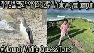 [뉴질랜드 남섬 일주 투어] 더니든(Dunedin)옐로우아이즈펭귄(Yellow eyed penguin) 와일드 투어 (Feat.Make by Vrew)