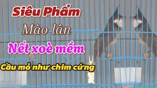 15/1:5 SIÊU PHẨM BỔI TUYỂN-NẾT XOÈ MỀM |MÀO LÂN -BU CHỤP ĐẤU VỠ MỒI |LẮC GIẬT -HĂNG ĐẤU |ĐÁNG GỘT