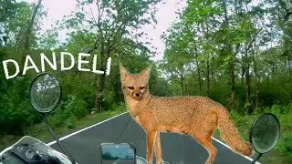 Jungle safari on Goldy in Dandeli forest e13, uttara kannada, karnataka