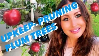 PRUNING PLUM TREES- GARDEN UPKEEP 🌳 #garden #gardenplants #plumtree #pruning #howto #gardeningupkeep