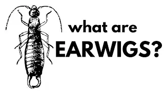 What are Earwigs?