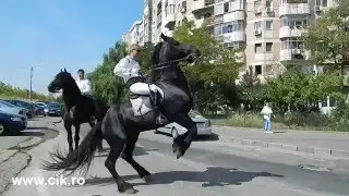 Prancing horse - Black Beauty - Horse training