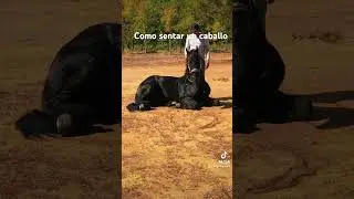 Como sentar un caballo