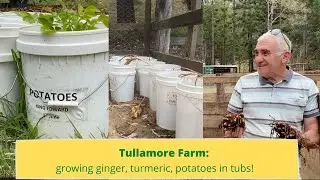HOW TO Grow potatoes, turmeric and ginger in a bucket!