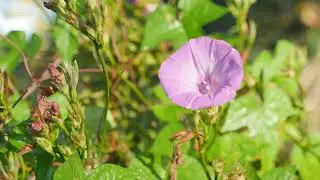 Introduction to Paynes Prairie State Preserve