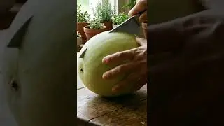 cutting the honeydew in 8k quality #MelonCutting #Satisfying#ASMR #FreshFruit #OddlySatisfying